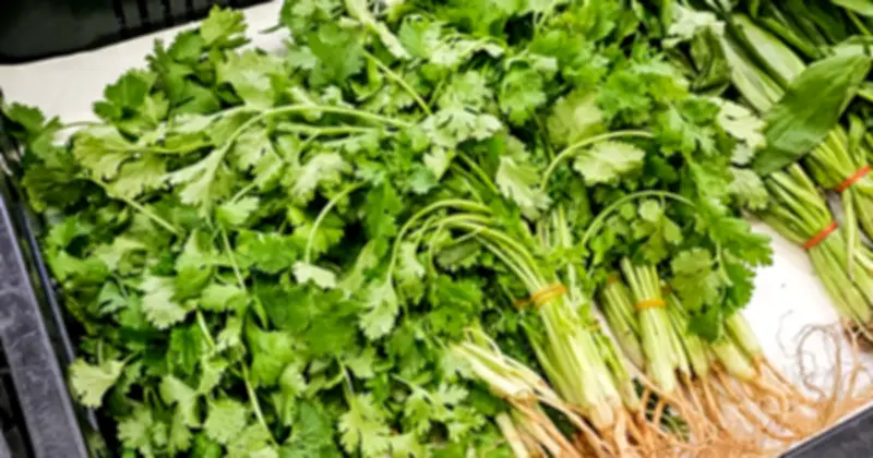 10 Loại Rau Ít Sâu Bệnh, Gần Như Không Cần Phun Thuốc Trừ Sâu