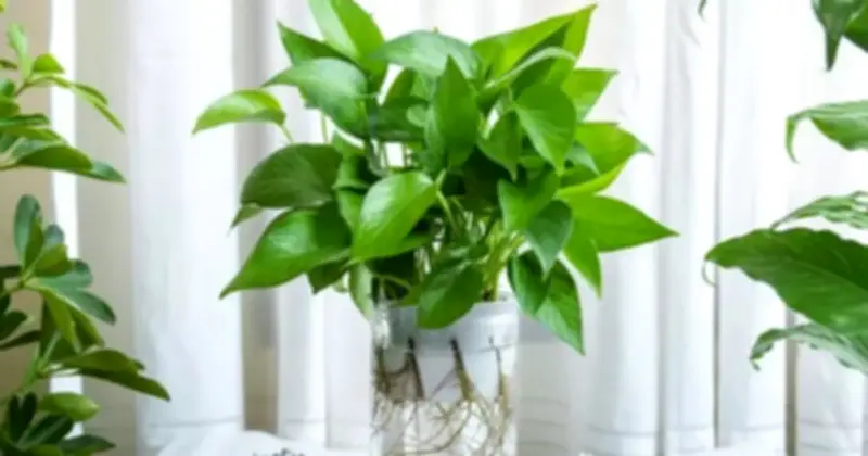 3 Loại Cây Cảnh Giúp Giảm Căng Thẳng, Cải Thiện Tinh Thần Hiệu Quả