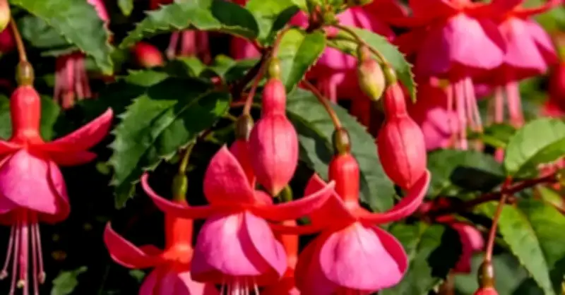 3 Loại Cây Nhỏ Xinh Hút Tài Lộc, Biến Góc Bàn Và Căn Hộ Thành Không Gian Sáng Bừng