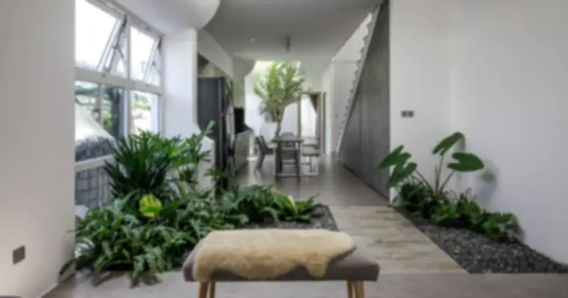 3 loại cây phổ biến không nên đặt trong phòng khách theo phong thủy