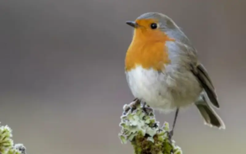 3 Ngày Sinh Âm Lịch Nở Muộn Nhưng Rực Rỡ, Hậu Vận Phú Quý Khó Ai Bì