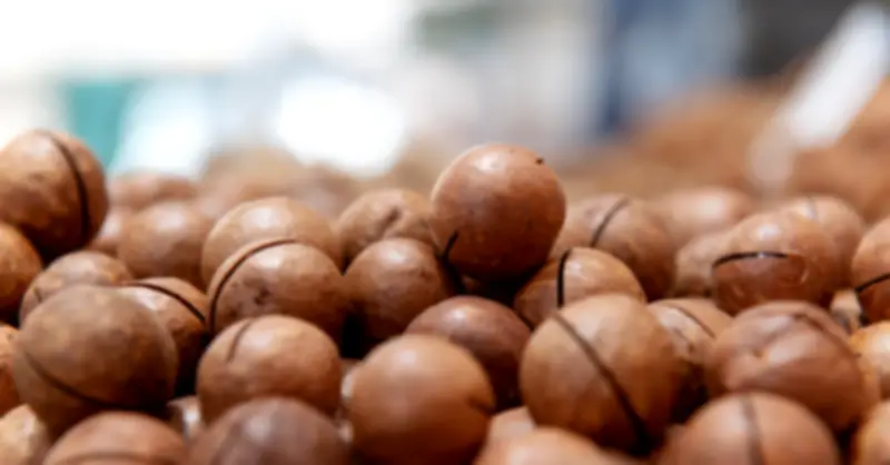 3 Tác Dụng Phụ Của Hạt Macca Cần Lưu Ý Khi Sử Dụng