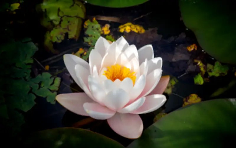 4 Khung Giờ Sinh Âm Lịch Được Cho Là Phú Quý Nhất, Hậu Vận Khiến Người Khác Ghen Tị