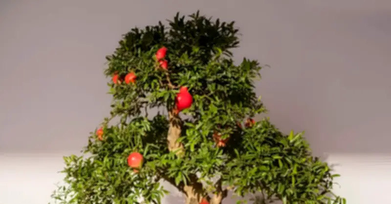 4 loài cây bonsai nhỏ xinh vừa làm cảnh vừa hút tài lộc cho căn hộ