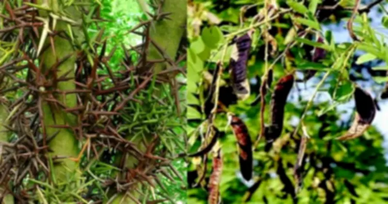 4 Loại Cây Cần Tránh Trồng Trước Nhà Vì Nguy Hiểm Và Phong Thủy Xấu