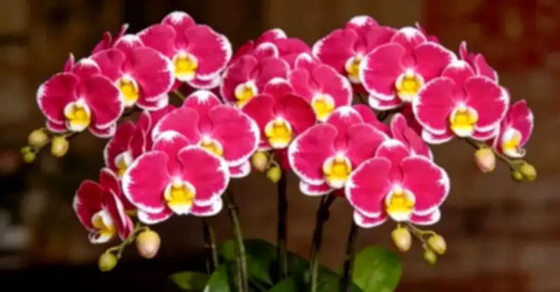 4 Loại Cây Cảnh Hút Tài Lộc Được Dân Buôn Săn Lùng, Có Loại Như Kho Vàng Mini