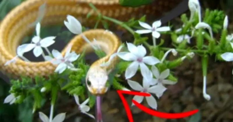 4 loại cây quen thuộc vô tình thu hút rắn vào nhà: Cách phòng tránh hiệu quả