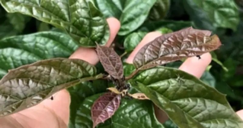 4 Nhóm Người Cần Tránh Sử Dụng Nước Xạ Đen Theo Chuyên Gia Đông Y