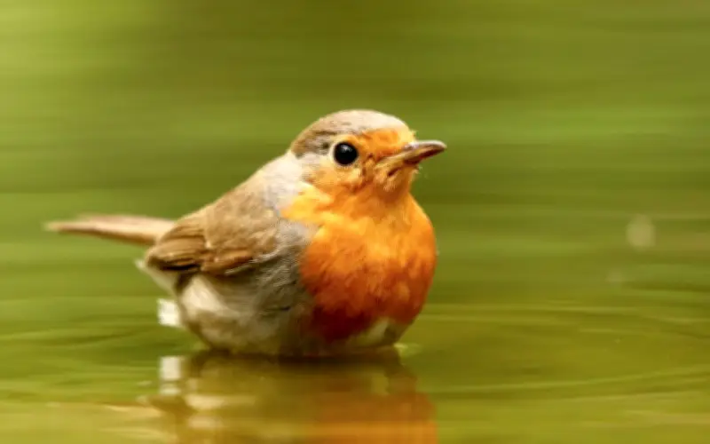 4 Tháng Âm Lịch Sinh Ra Người Có Khí Chất Hơn Người, Hiếm Khi Nghèo Lâu