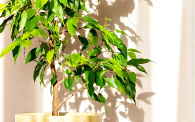 5 Loại Cây Cảnh Cần Tránh Đặt Trong Nhà Theo Chuyên Gia