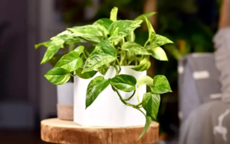 5 Loại Cây Hút Bụi Mịn, Lọc Không Khí Hiệu Quả Được Khuyên Trồng Trong Nhà