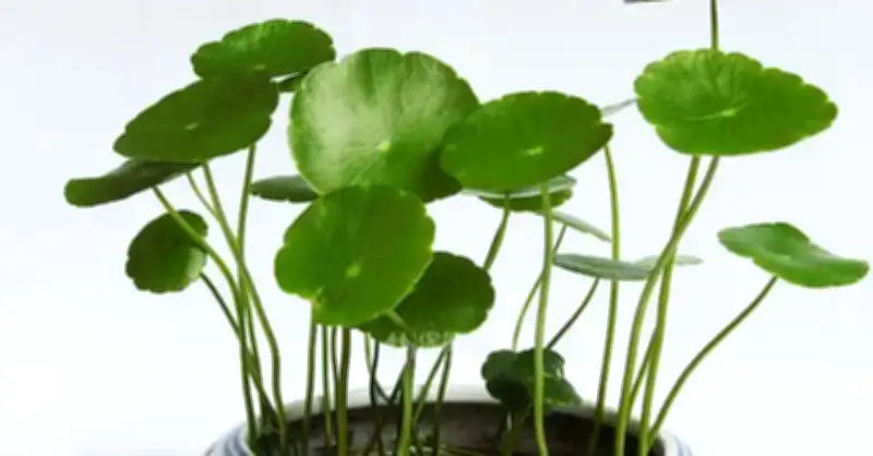 5 loại cây nhỏ dễ trồng hút tài lộc, thanh lọc không khí cho nhà thêm sinh khí