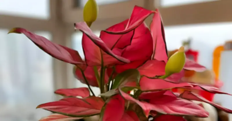5 Loại Cây Trong Nhà Bất Ngờ Nở Hoa, Nhiều Người Tin Điềm Báo Tài Lộc Sắp Đến