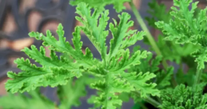 5 Loại Cây Xua Đuổi Muỗi Tự Nhiên Cho Ngôi Nhà Mùa Nắng Nóng