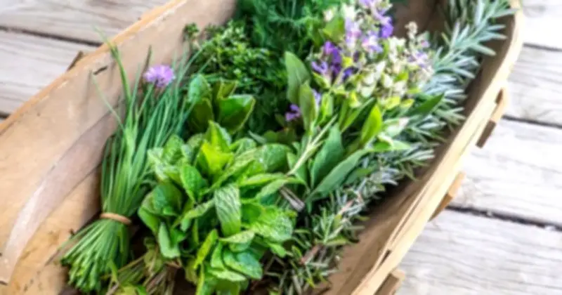5 Loại Rau Gia Vị Tốt Nhất Giúp Giảm Viêm Và Tăng Cường Sức Khỏe Tim Mạch