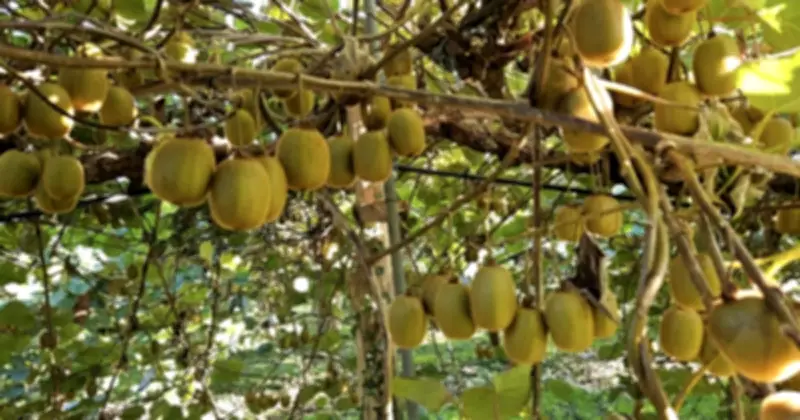 6 Loại Trái Cây Hỗ Trợ Giảm Nguy Cơ Ung Thư Theo Chuyên Gia Dinh Dưỡng