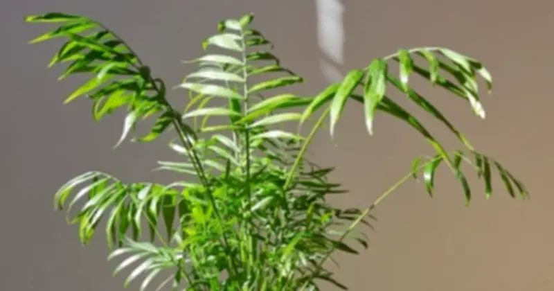 7 loại cây phong thủy 'hút tài lộc' nhưng vị trí đặt mới là yếu tố quyết định