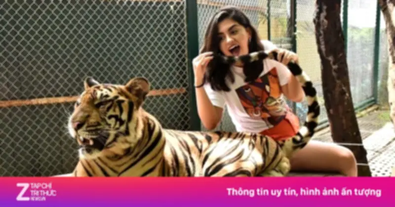 72 Con Hổ Chết Hàng Loạt: Mặt Trái Đen Tối Của Du Lịch Thái Lan