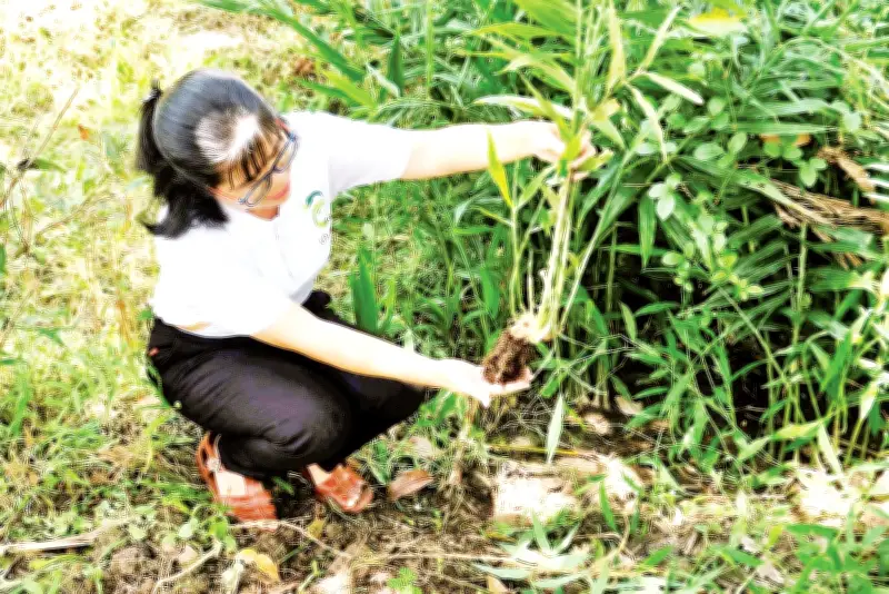 Abavina Cần Thơ: Mô hình 'Vòng tròn chuối sinh học' kiến tạo kinh tế tuần hoàn bền vững