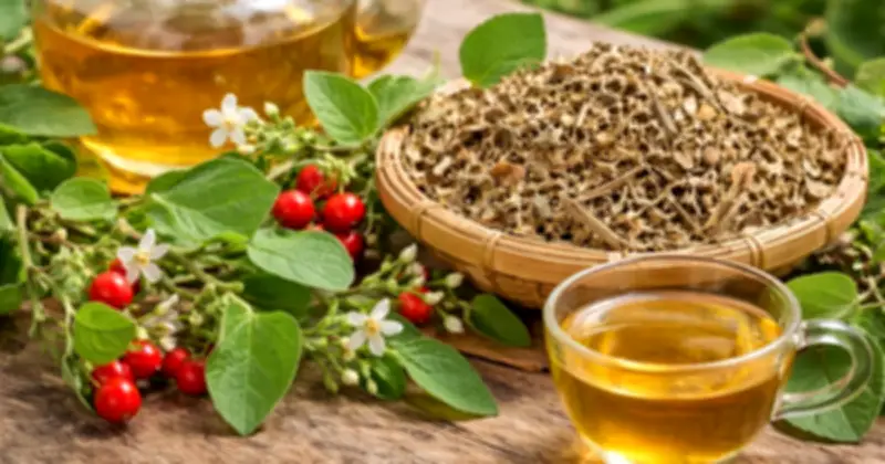 Ai không nên uống cà gai leo? Bác sĩ Đông y cảnh báo những đối tượng cần tránh