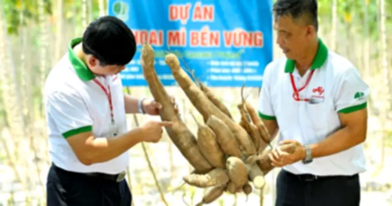 Ajinomoto Việt Nam mở rộng Dự án Khoai mì bền vững, hướng tới 20.000 ha vào năm 2030