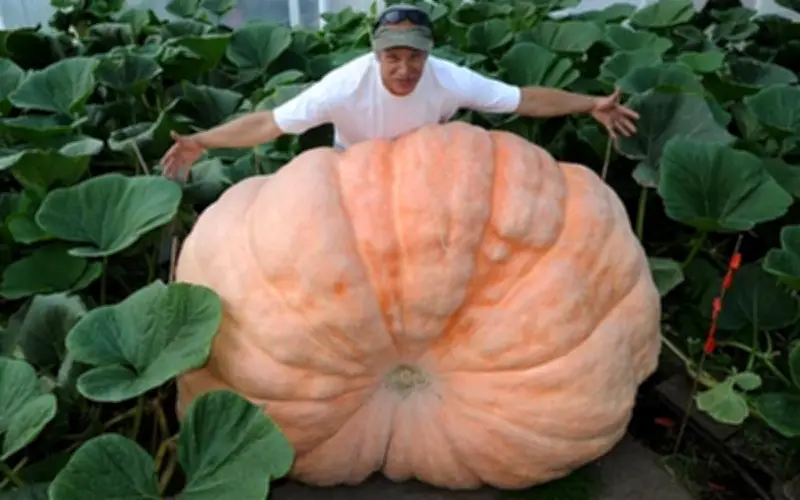 Alaska: Vùng đất của những loại rau củ khổng lồ nhờ ánh sáng mặt trời kéo dài