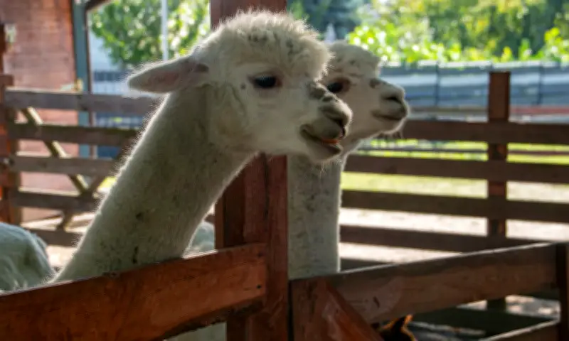Alpaca - Thú cưng dễ thương nhưng tiềm ẩn nguy cơ lây nhiễm bệnh dại