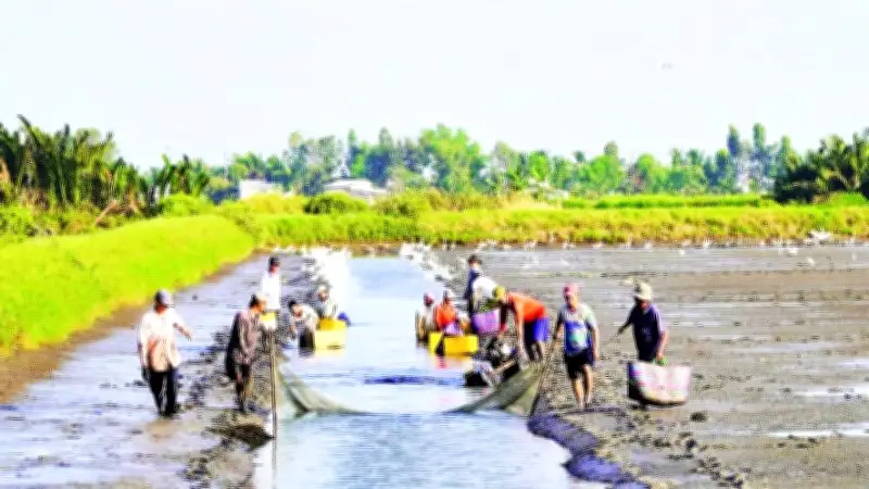 An Giang: Cơ hội vàng cho nông nghiệp sau sáp nhập, hướng tới kinh tế nông nghiệp bền vững