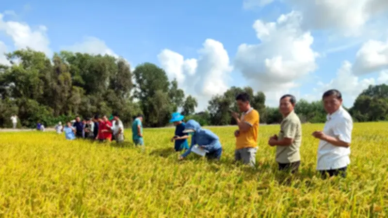 Australia đầu tư 1 triệu AUD nghiên cứu lúa gạo thích ứng khí hậu tại Đồng bằng sông Cửu Long