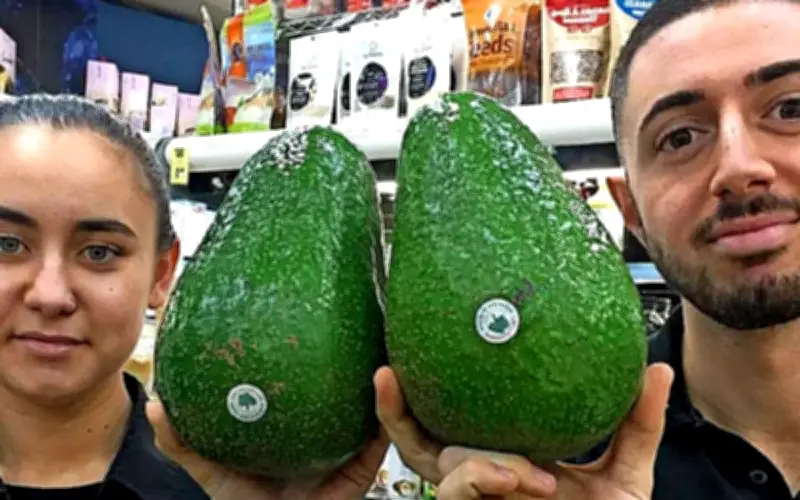 Bơ Avozillas: Loại Bơ Khổng Lồ Giá Đắt Đỏ, Nguồn Gốc Nam Phi Trồng Đầu Tiên Tại Úc