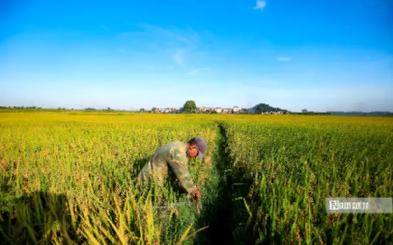 Bộ Công Thương ban Chỉ thị 08 thúc đẩy xuất khẩu gạo, ổn định thị trường nội địa