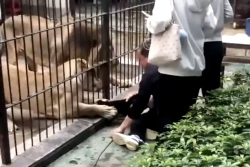 Bé gái 10 tuổi bị sư tử vồ khi đang cho ăn tại vườn thú Trung Quốc