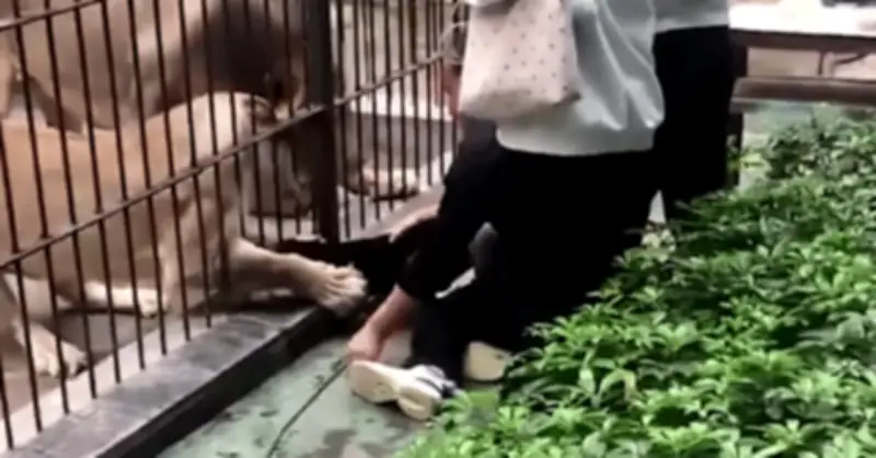 Bé gái 10 tuổi bị sư tử vồ tại vườn thú, du khách hoảng loạn