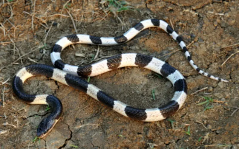 Bé gái 7 tuổi ở Huế thoát chết nhờ huyết thanh kháng nọc rắn cạp nia được chuyển cấp tốc từ TP.HCM