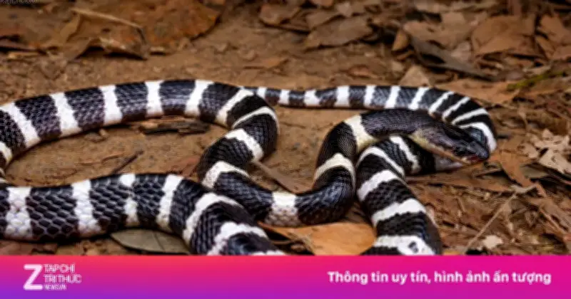 Bé gái 7 tuổi liệt toàn thân do rắn cạp nia cắn được cứu sống nhờ huyết thanh khẩn cấp