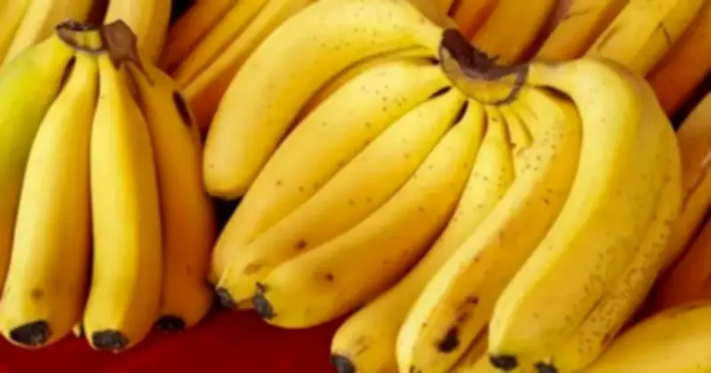 Bí mật đằng sau hình dáng quả chuối: Nên chọn chuối cong hay thẳng?