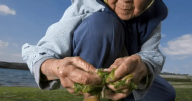 Bí Mật Trường Thọ Từ 'Vùng Xanh': Không Cần Thuốc Hay Gym, Chỉ Cần Thói Quen Bình Dị