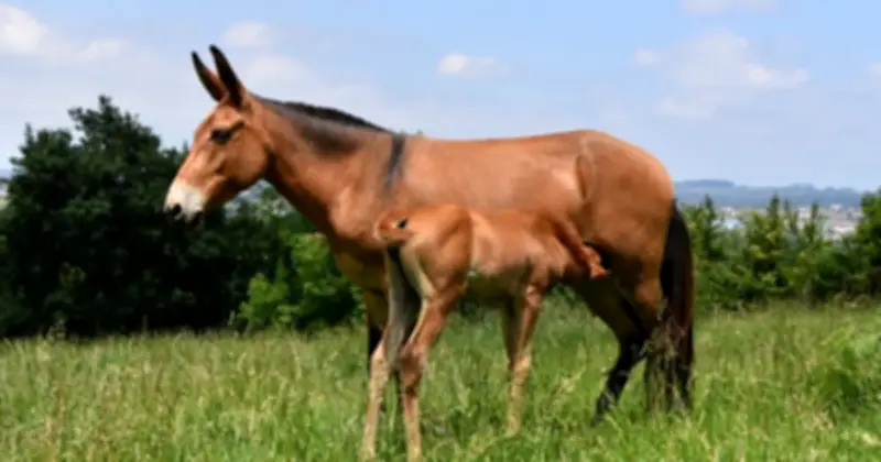 Bí ẩn di truyền: Vì sao loài la gần như vô sinh suốt 500 năm?