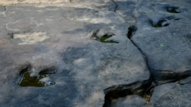 Bí ẩn khoa học: Vì sao dấu chân khủng long hóa thạch tồn tại hàng triệu năm?