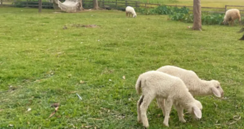 Bộ Nội vụ làm rõ việc cấp sổ đỏ cho đất được giao trái thẩm quyền chưa xây nhà