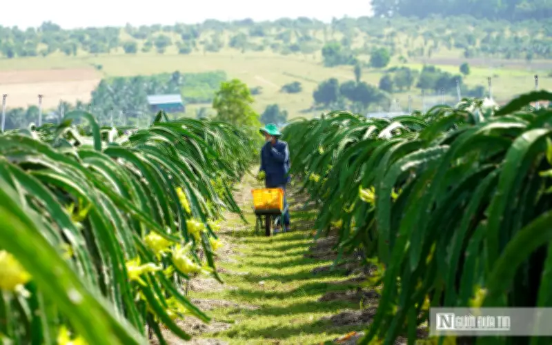 Bộ Nông nghiệp và Môi trường làm rõ: Tần suất kiểm tra thanh long xuất khẩu sang EU là 30%