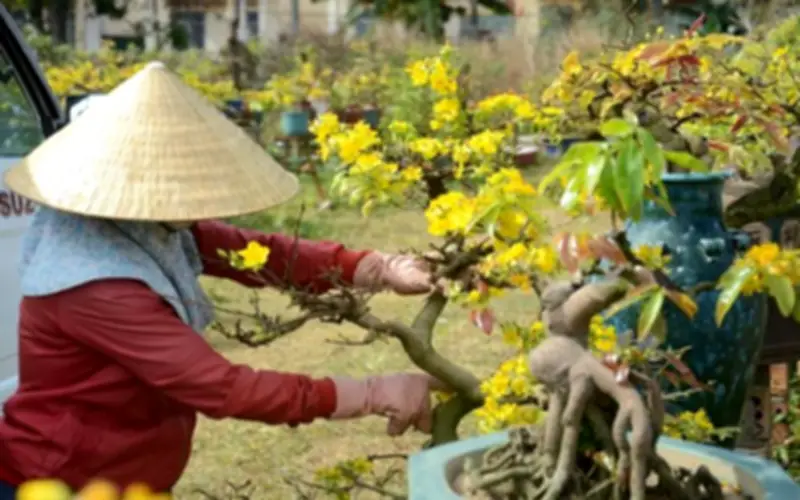 Bí quyết chăm sóc cây cảnh sau Tết để luôn tươi đẹp quanh năm