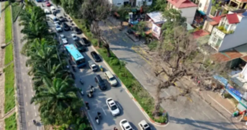 Ba cây xà cừ cổ thụ trên đường Láng trụi lá bất thường, dấy lên lo ngại an toàn