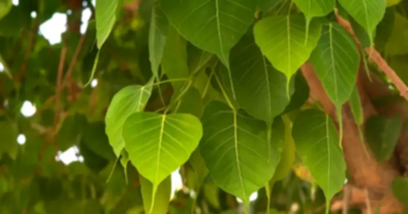 Ba loại cây phong thủy không nên trồng trong sân nhà: Cây gạo, liễu, bồ đề