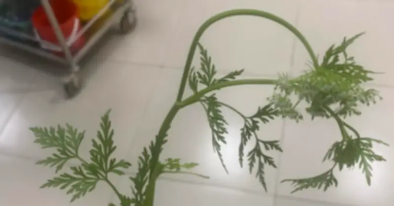 Ba người nhập viện cấp cứu sau khi ăn canh đại, cảnh báo ngộ độc thực phẩm