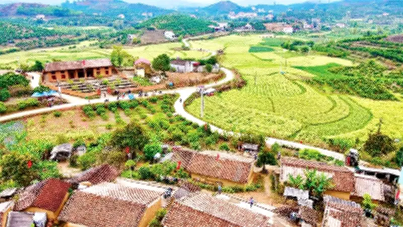 Bắc Hoa Mùa Xuân: Sắc Vàng Cải Cúc Và Điệu Hát Sloong Hao Vang Vọng Núi Rừng