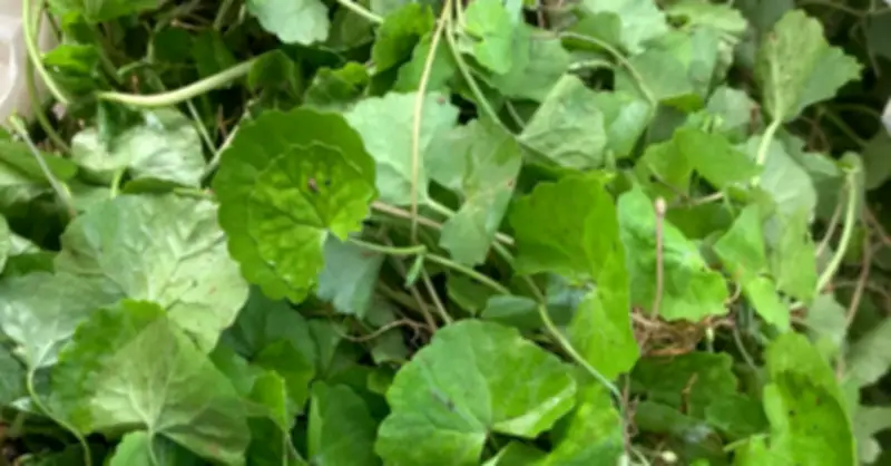 Bác sĩ cảnh báo: Uống nước rau má, atiso giải rượu có thể gây hại gan