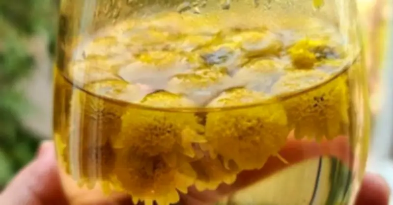 Bác sĩ Đông Y khuyên dùng trà hoa cúc kết hợp kỷ tử để tăng cường sức khỏe theo mùa