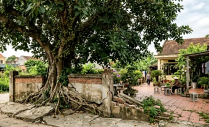 Bài học đắt giá từ cây sung: 20 triệu đồng và mối quan hệ láng giềng