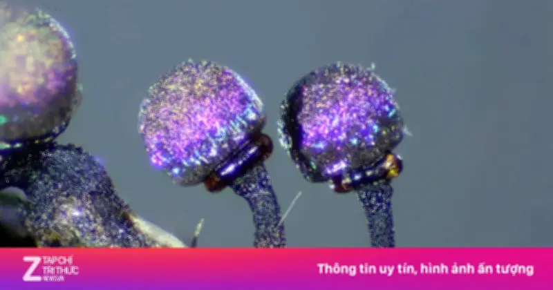 Bài học từ thiên nhiên: Chim sẻ và nấm mốc dạy chúng ta nghệ thuật từ bỏ để sống sót